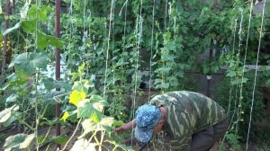 Просто и доступно выращивать огурцы в открытом грунте на шпалере всё лето - июль 2020 год