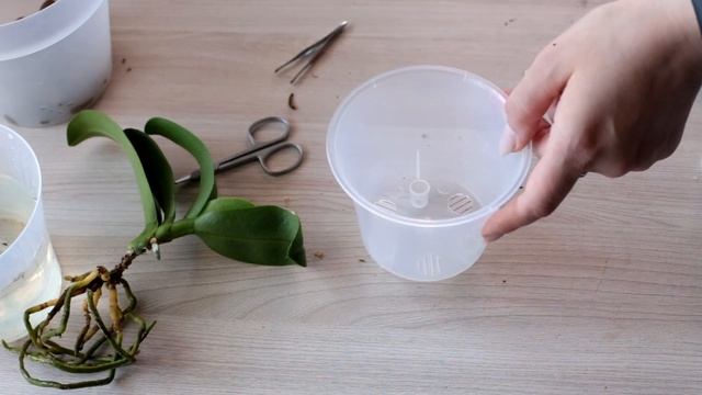 Сажаем орхидею после гнили и грибка на шее. смотреть онлайн