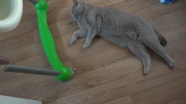 Прикольное видео с котом Кот притворяется мертвеньким смотреть онлайн