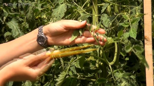 Уход за томатами в июле смотреть онлайн