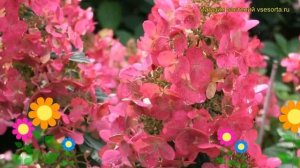 Гортензия метельчатая Мега Минди. Краткий обзор, описание характеристик