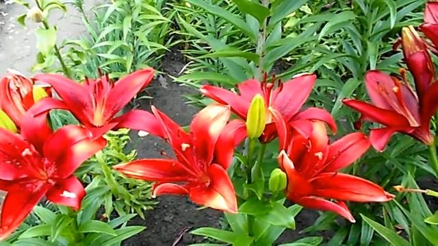 КРАСНЫЕ ЛИЛИИ 2017 года смотреть онлайн