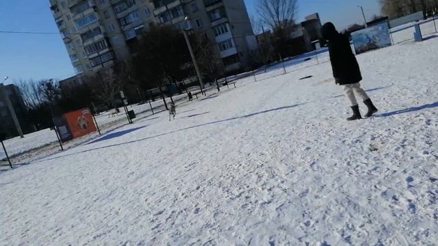 14.февраля 2022г выгул собачек Харьков смотреть онлайн