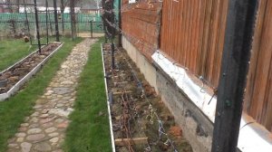 Виноград на участке. С чего начать