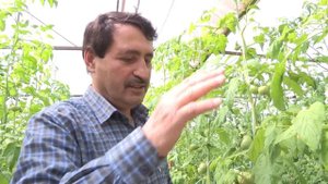 ПИНК СМАЙЛ ТОМАТ (19-03-2018)