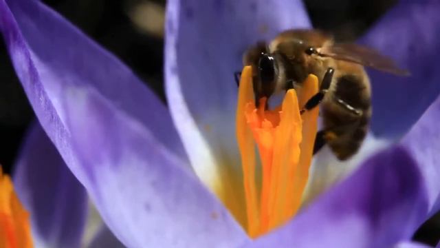 Bees collect honey,videography macro. Пчелы собирают мёд. Макро съемка.