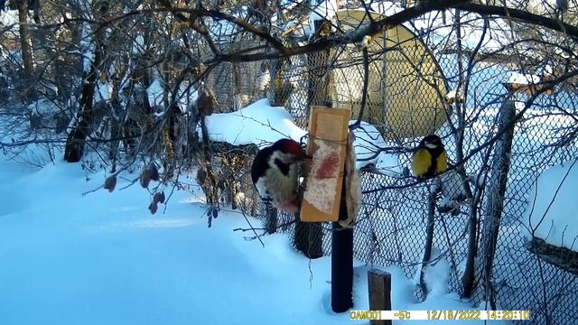 Средний пёстрый дятел и большая синица / The Middle Spotted Woodpecker and the Great Tit смотреть онлайн