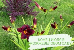 КОНЕЦ ИЮЛЯ В МОЖЖЕВЕЛОВОМ САДУ