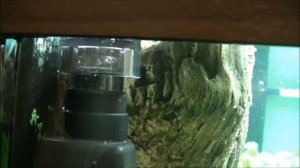 Скиммер в пресноводном аквариуме и пневматический отсадной мини аквариум