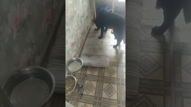 ВЕО восточно европейская овчарка черная 2023-03-26 14-12-04 смотреть онлайн