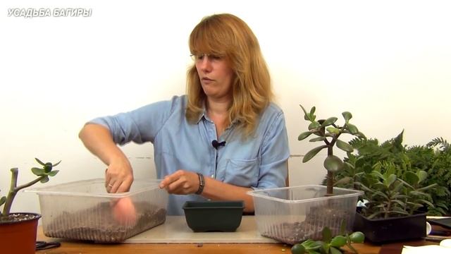 Бонсай из крассулы вариант 1 (ч.1). смотреть онлайн