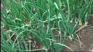 Правильный полив лука