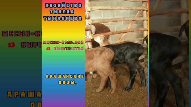 Арашанские овцы | Хозяйство Тилека Тыналиева Иссык-куль.обл | арашан койлору