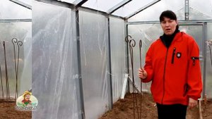 Обработка теплицы от фитофторы