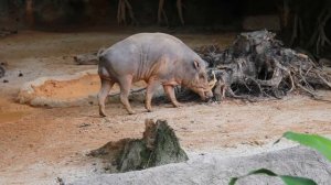 Buru Babirusa (Singapore Zoo) / Бабирусса (Сингапурский Зоопарк)