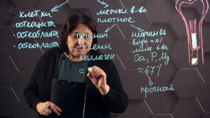 Макро- и микроскопическое строение костей. Химический состав костей. 8 класс.