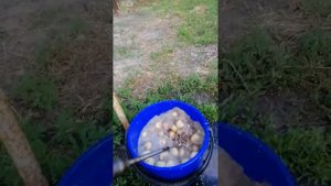 Чистка картофеля. бистро.
