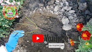 Супер удобрения для плетистой розы. Посадка саженца плетистой розовой розы для украшения белого дом