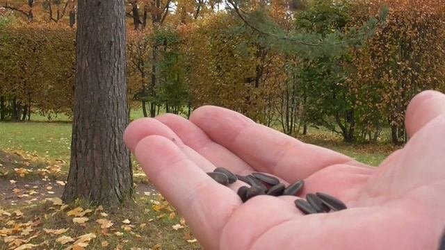 Ручные поползни и синицы.