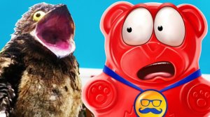 КТО ТАКАЯ КУКАБАРРА, МЫЛО ИЗ НУТЕЛЛЫ И ЖЕЛЕЙНЫЙ МЕДВЕДЬ ВАЛЕРА.mp4