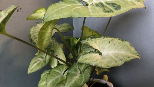 Timelapse | Syngonium White Butterfly