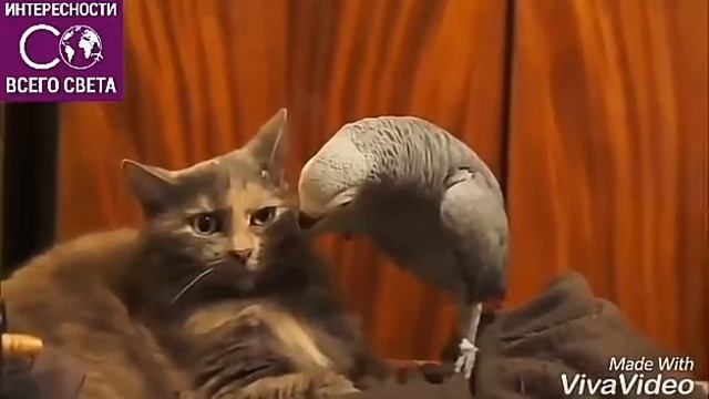 Любов моя смотреть онлайн