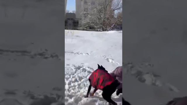 Эдит Доберман(Спасибо большое за хороший актив)