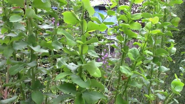 Гусеницам бой! Инсектецид "Калипсо" поможет! смотреть онлайн