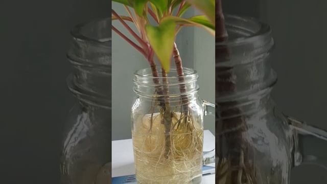 Hawaiian Ti Plant/Cordyline Water Propagation #shorts #cordyline #tiplant #houseplants