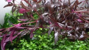 Девон - эксперимент по переводу аквариумных растений в воздушную форму.