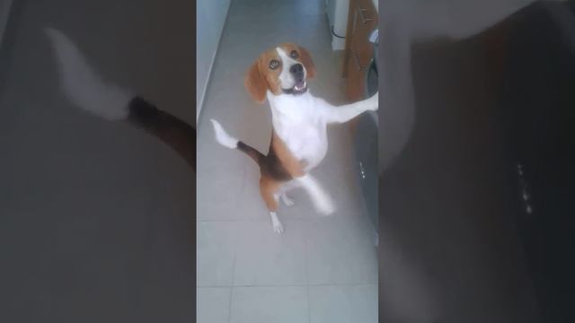 MI BEAGLE HARRIER "HOCHO"