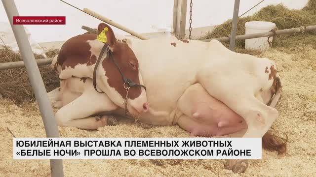 В Энколово прошла юбилейная выставка племенных животных «Белые ночи»