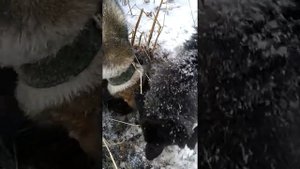 Охота на норку
