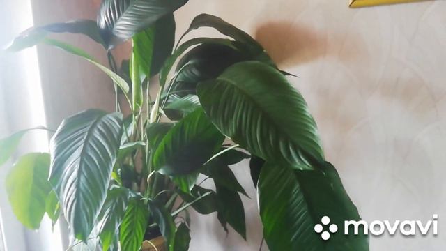 Комнатные растения!!! смотреть онлайн