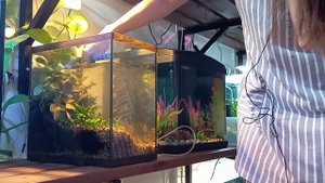 Боролась с кустом криптокорины