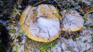 ASMR звук падающего снега для расслабления и сна / Приятный хруст снега в зимнем лесу