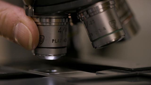 Фантастические Грибы / Fantastic Fungi. HD смотреть онлайн