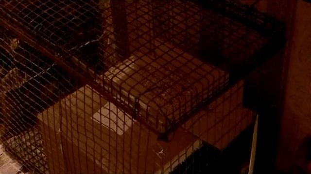 Утка подсадная Квартира смотреть онлайн