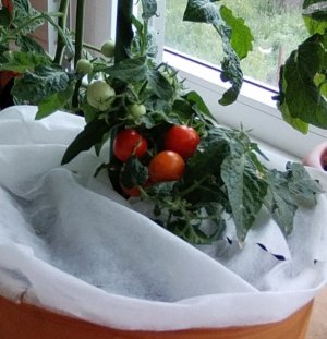 Томаты комнатные мои уже краснеют. Каменный цветок, Пиноккио, Клюква в сахаре, Беби.