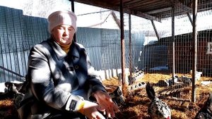 Нужна ли НОРМА ПИТАНИЯ для кур несушек.