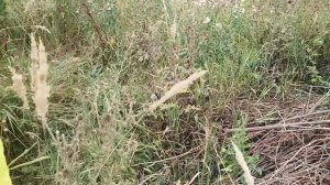 Мордовник шароголовый отличный медонос