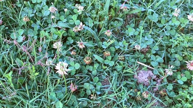 A Photo-Walk in the Park | 100-400mm Telephoto and Macro Photography