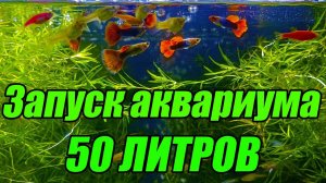 Запуск аквариума 50 литров с ОЧЕНЬ мощной фильтрацией!