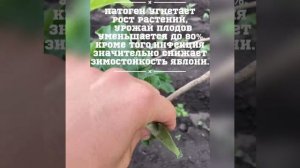 Мучнистая роса на яблоне