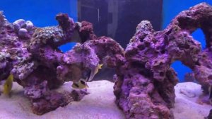 Вчера почистил заднюю стенку, а сегодня появились на песке цианобактерии. Красный спектр удалю.