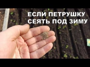 ЕСЛИ ПЕТРУШКУ И КИНЗУ ПОСЕЯТЬ ПОД ЗИМУ.