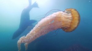 KidsBox_Level6_Unit5_Song_video