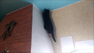 Мышь под натяжным потолком, кот без страховки залезает на трех метровую высоту под потолок, разрыва