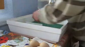Инкубация куриных яиц - день 19. Переводим инкубатор в выводной режим. Инкубатор Ковочка МИ-30-1Э.
