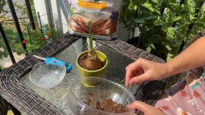Амариллис из воска в грунт. Фиговое дерево